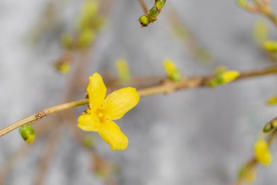Yellow forsythia suspensa spring. Flowers bloom from buds...