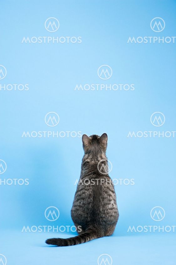 Back view of gray cat.