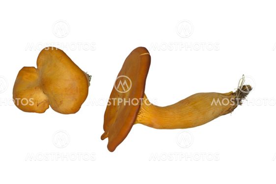Jack o'Lantern Mushrooms
