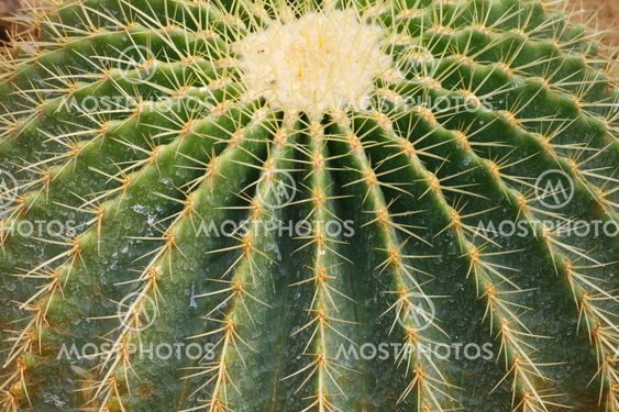 Detail of cactus growing
