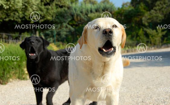 barking dogs
