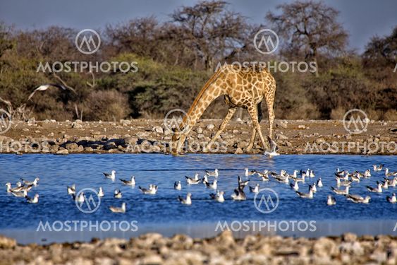 a giraffe drinking water in a waterhole at etosha national park namibia