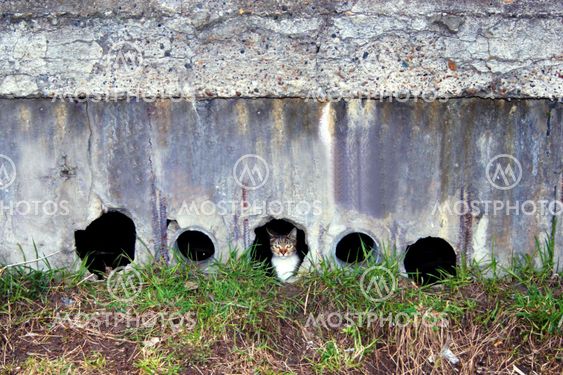 the cat mom looks out on the street, guarding the rest...