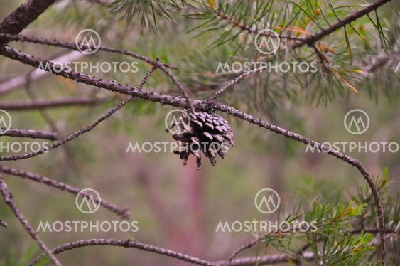 fir-cone