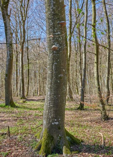 Leafless trees growing in a forest in early spring....