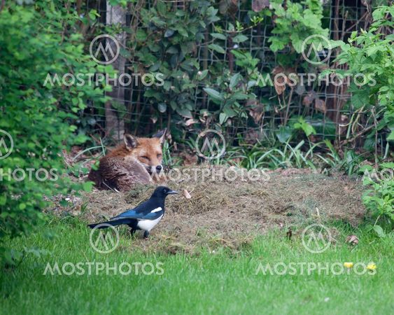 Fox & Magpie