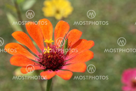 grasshopper on a flower
