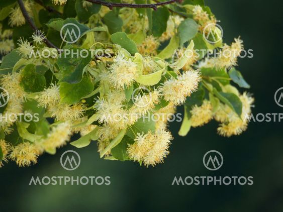 branches of flowering linden