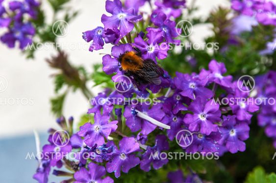 a bee sitting on a purple color flower