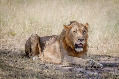 Male Lion laying down in the grass.