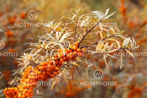 Sea-buckthorn