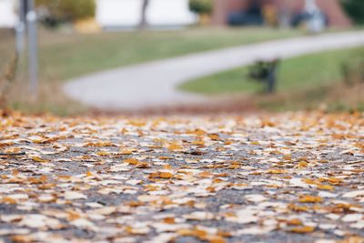 Colorful aspen leaves on a wet road during a rainy autumn...