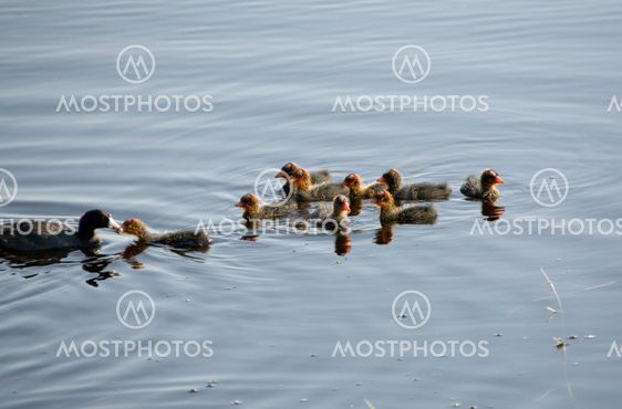 Waterhen Babies