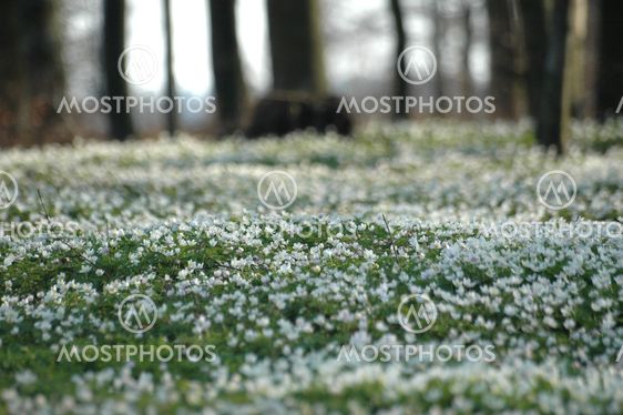Anemone nemorosa