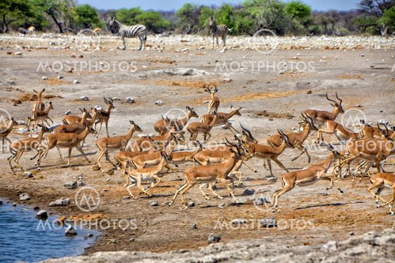 a group of blackfaced impala running away from a waterhole at etosha national park namibia africa