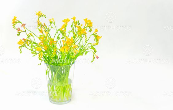 freesia flowers isolated
