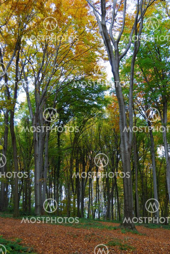 Autumn forest path