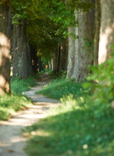 country road trought tree  alley in