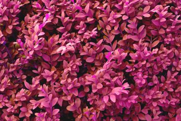 Environment, leaves and blossom with plant in nature for...