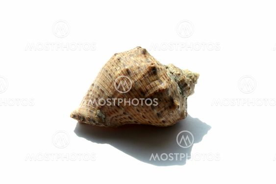 Bowl of a snail on a white background