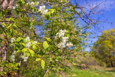 Beautiful sunny spring day with flowering Bird cherry in...
