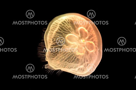 Jelly Fish