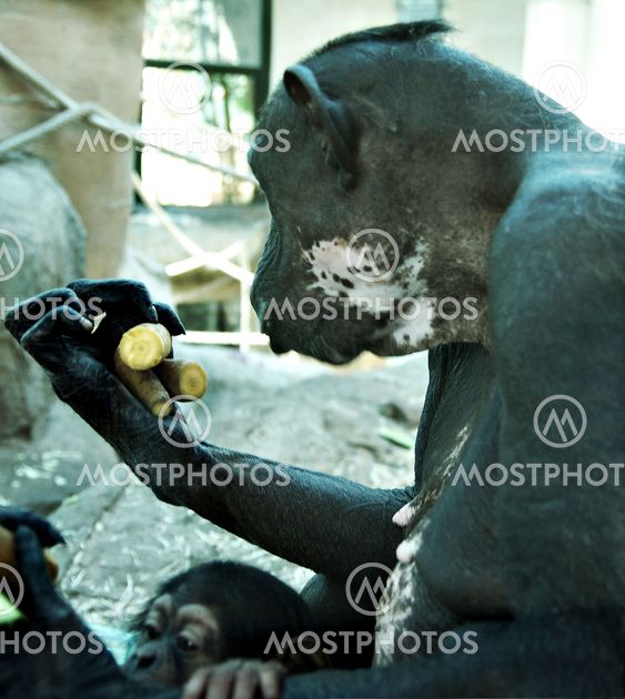 Two chimpanzees - color