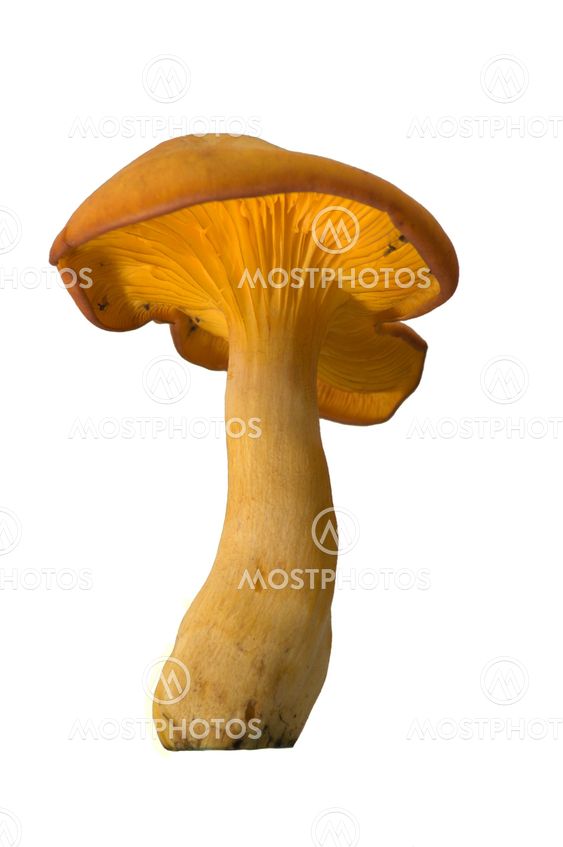 Jack o'Lantern Mushroom