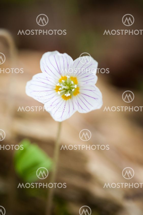 Small wood sorrel flower