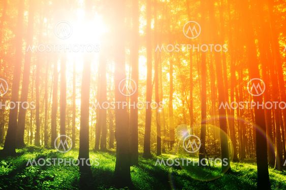 Colorful mystical forest with sun ray at morning