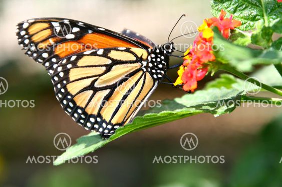 Summertime Monarch Butterfly on a Lantana Flower