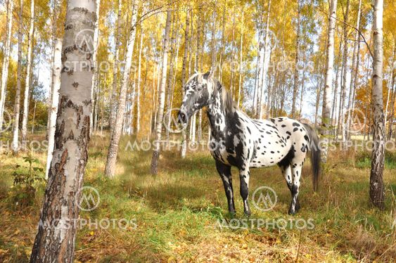 Horse with spots