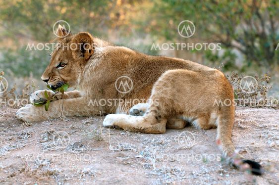 Lion - Löwe