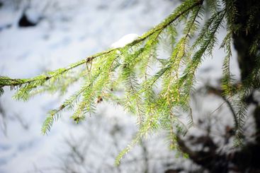 Spruce Tree Twigs