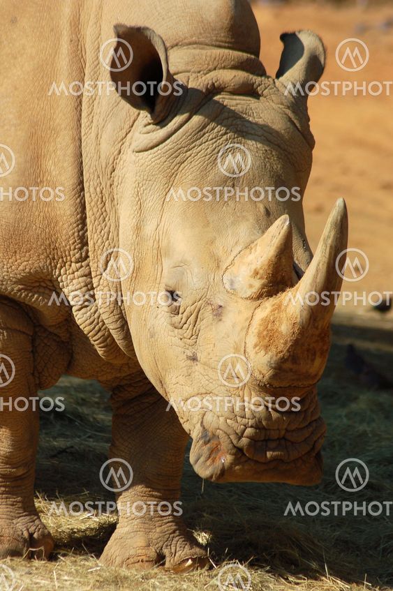 White Rhino