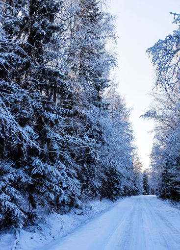 snowy road in frozen forest in blue winter evening