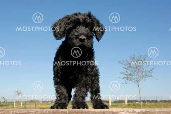 puppy cao de agua