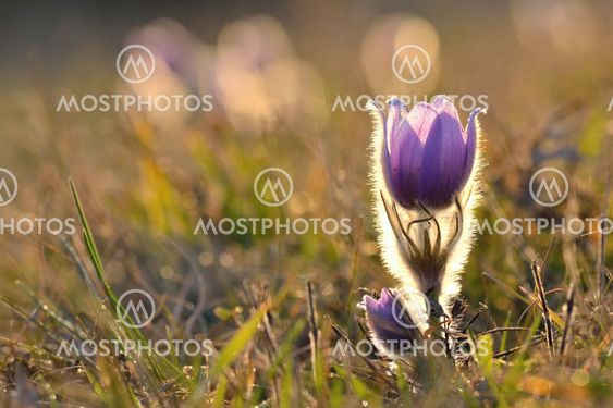 Pasque Flower blooming on spring meadow at the sunset -...