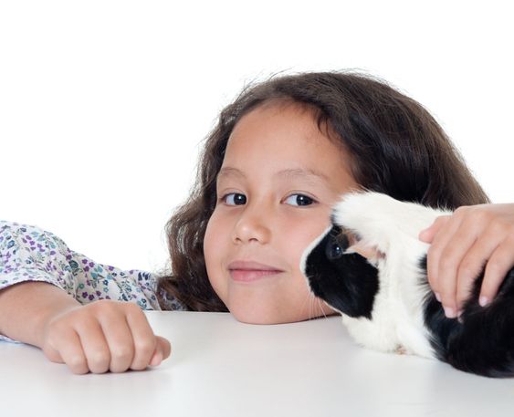 Pretty girl with guinea pig