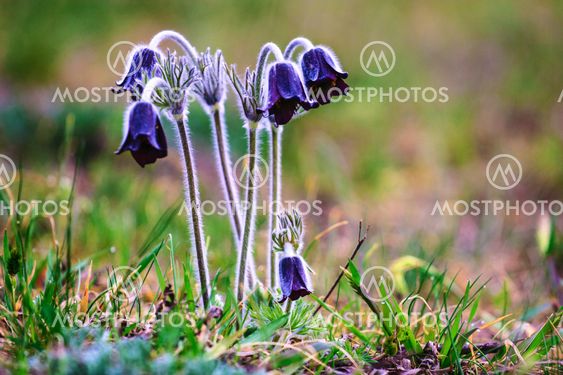 A group of Pulsatilla montana blooming on spring meadow
