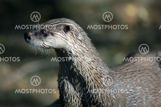 Northern River Otter (Lontra canadensis)
