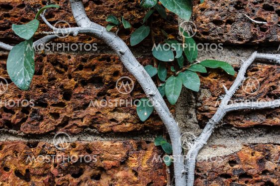 Vine growing on a rock wall