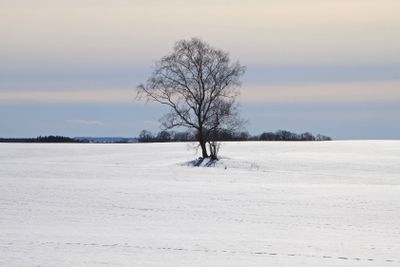 Träd i vinterlandskap
