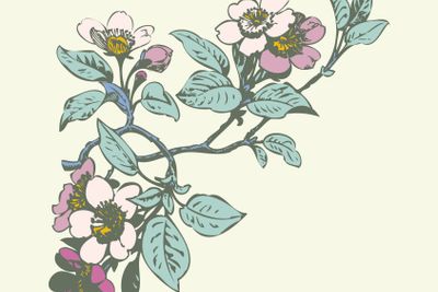Cherry branches with flowers, sakura vector illustration