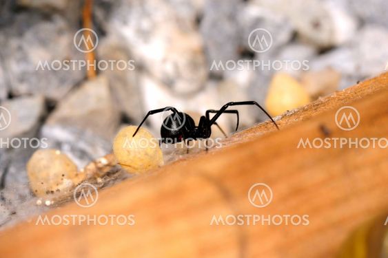 Kvinnliga Svarta änkan Spider