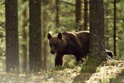 bear walking in forest. bear in contra light in forest....