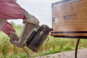 Beekeeper, hands and smoker by box outdoor to calm bees...