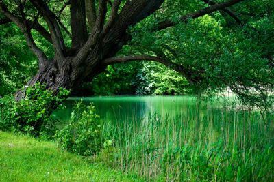 Old willow on the shore of a lake 