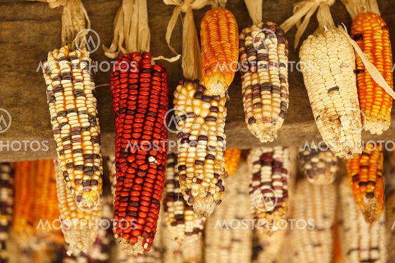 Beautiful ear of corn