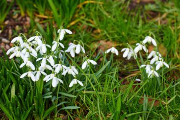 Green, grass and snowdrop flowers in nature for blooming...